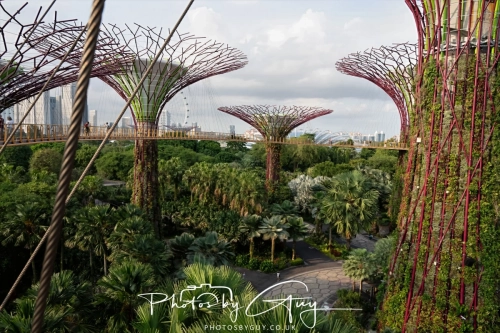 2,4 March & 1,2 April 2025 : Singapore - Super trees at Gardens by the Bay