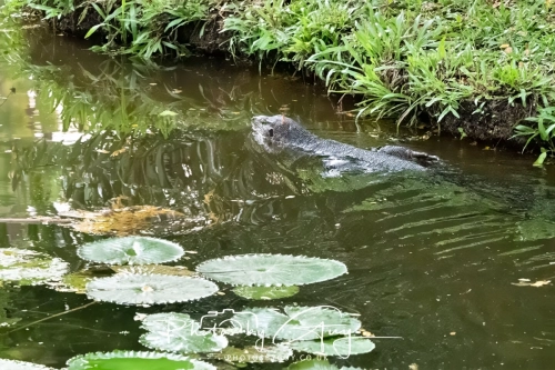 2,4 March & 1,2 April 2025 : Singapore - lizard at Gardens by the Bay