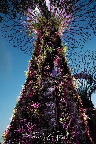 2,4 March & 1,2 April 2025 : Singapore - Super trees at Gardens by the Bay