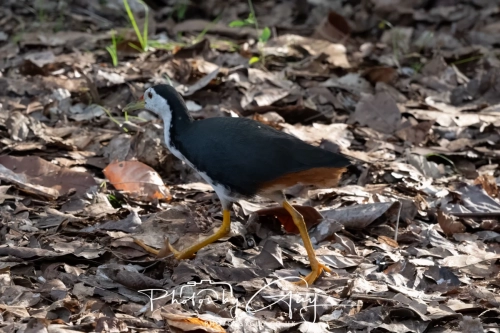 2,4 March & 1,2 April 2025 : Singapore - Botanical Garden - yellow legs