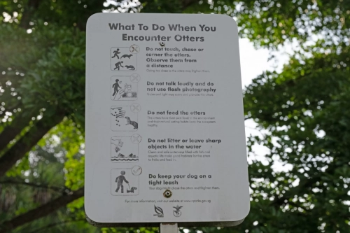 4 March 2025 : Singapore Botanical Gardens, The Zouk Pack of Smooth Coated Otters