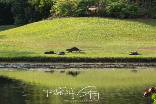 4 March 2025 : Singapore Botanical Gardens, The Zouk Pack of Smooth Coated Otters