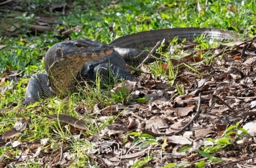 4 March 2025 : Singapore Botanical Gardens4 March 2025 : Singapore Botanical Gardens, Monitor Lizard
