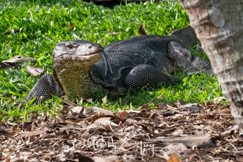 4 March 2025 : Singapore Botanical Gardens, Monitor Lizard