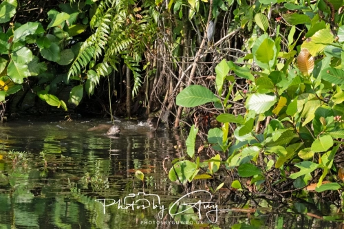 2,4 March & 1,2 April 2025 : Singapore - Botanical Garden - Otter Family 