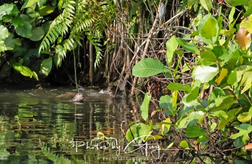 4 March 2025 : Singapore Botanical Gardens, The Zouk Pack of Smooth Coated Otters