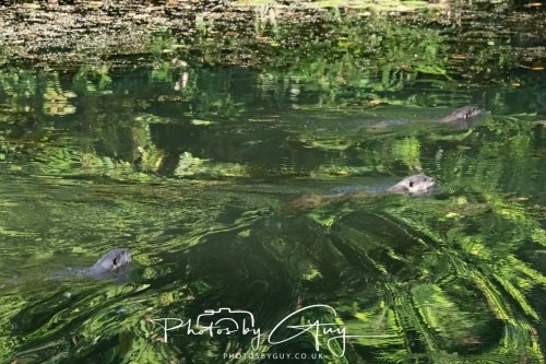 4 March 2025 : Singapore Botanical Gardens, The Zouk Pack of Smooth Coated Otters