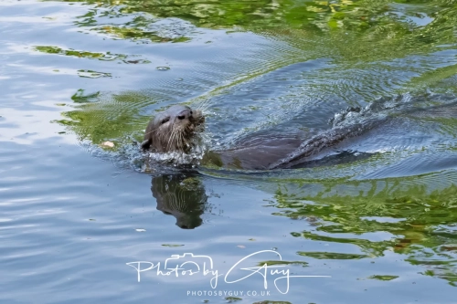 4 March 2025 : Singapore Botanical Gardens, The Zouk Pack of Smooth Coated Otters