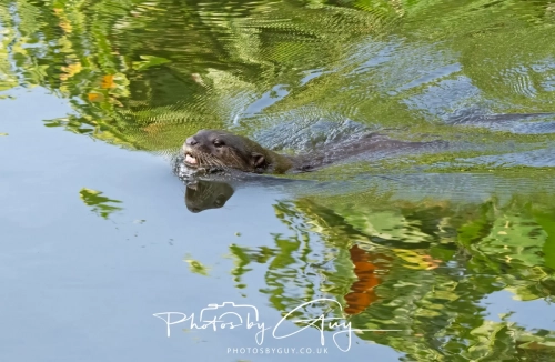 4 March 2025 : Singapore Botanical Gardens, The Zouk Pack of Smooth Coated Otters