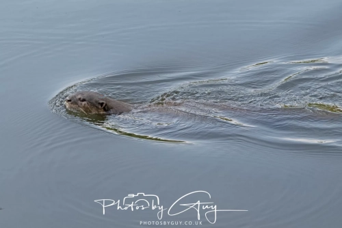 4 March 2025 : Singapore Botanical Gardens, The Zouk Pack of Smooth Coated Otters