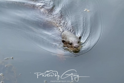 2,4 March & 1,2 April 2025 : Singapore - Botanical Garden - Otter Family 