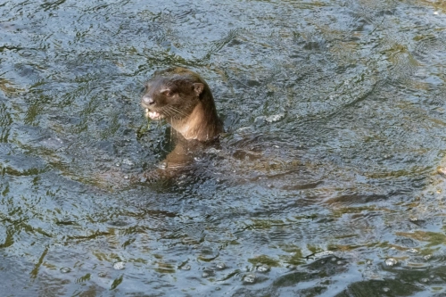 4 March 2025 : Singapore Botanical Gardens, The Zouk Pack of Smooth Coated Otters