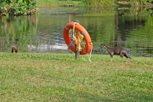 4 March 2025 : Singapore Botanical Gardens, The Zouk Pack of Smooth Coated Otters