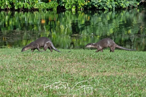 4 March 2025 : Singapore Botanical Gardens, The Zouk Pack of Smooth Coated Otters