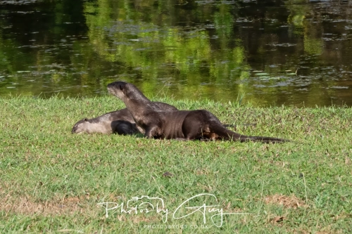 4 March 2025 : Singapore Botanical Gardens, The Zouk Pack of Smooth Coated Otters
