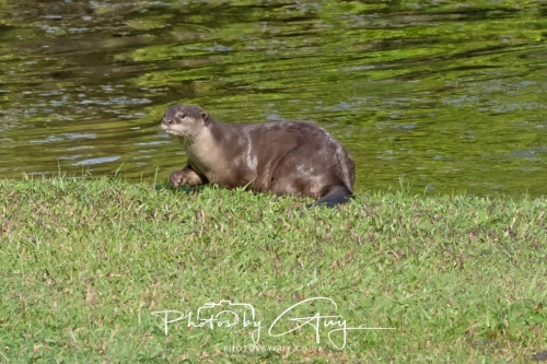 2,4 March & 1,2 April 2025 : Singapore - Botanical Garden - Otter Family 