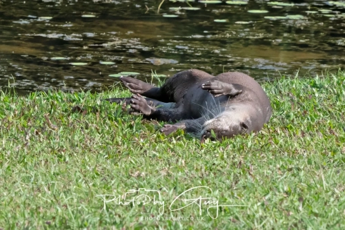 2,4 March & 1,2 April 2025 : Singapore - Botanical Garden - Otter Family 