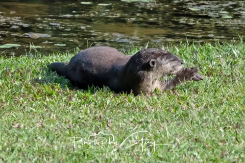 2,4 March & 1,2 April 2025 : Singapore - Botanical Garden - Otter Family 