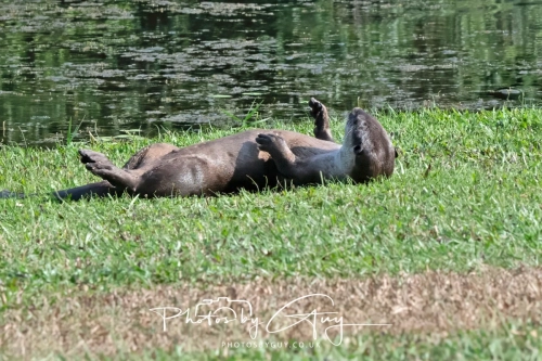 2,4 March & 1,2 April 2025 : Singapore - Botanical Garden - Otter Family 