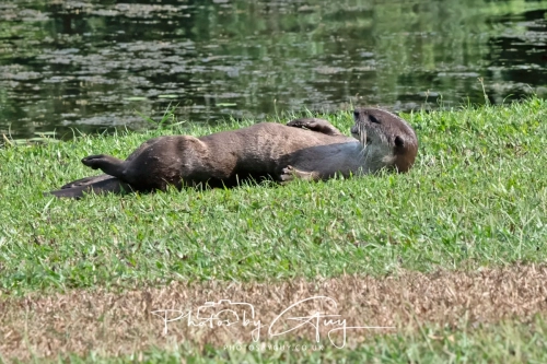 2,4 March & 1,2 April 2025 : Singapore - Botanical Garden - Otter Family 
