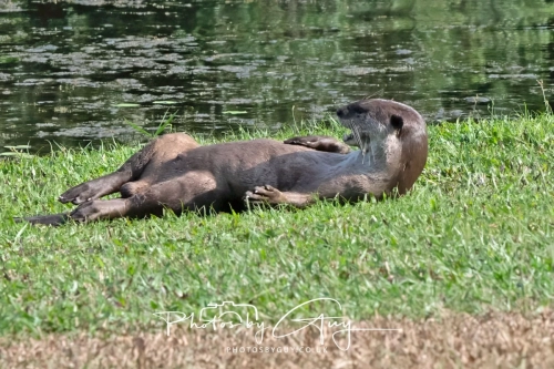 2,4 March & 1,2 April 2025 : Singapore - Botanical Garden - Otter Family 