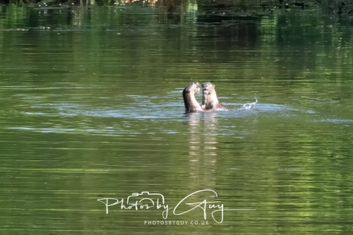 2,4 March & 1,2 April 2025 : Singapore - Botanical Garden - Otter Family 