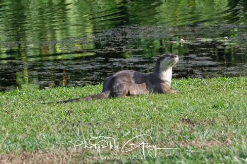4 March 2025 : Singapore Botanical Gardens, The Zouk Pack of Smooth Coated Otters
