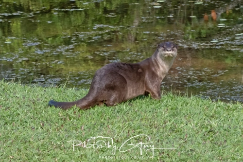 4 March 2025 : Singapore Botanical Gardens, The Zouk Pack of Smooth Coated Otters