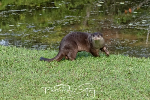4 March 2025 : Singapore Botanical Gardens, The Zouk Pack of Smooth Coated Otters