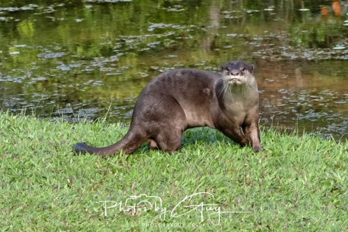 2,4 March & 1,2 April 2025 : Singapore - Botanical Garden - Otter Family 