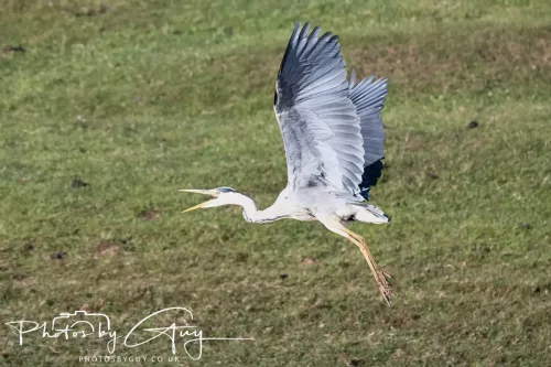 22 May 2025 - Parkside, Cumbria - Grey Heron