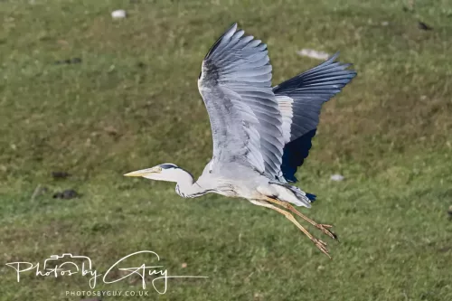 22 May 2025 - Parkside, Cumbria - Grey Heron