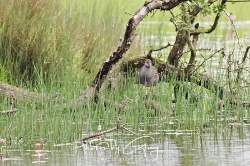 09 July 2025 : Parkside- Juvenile Moorhen