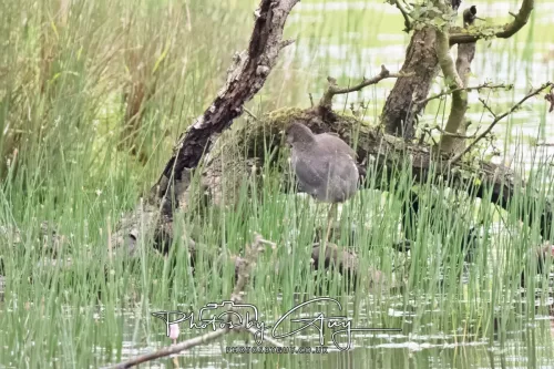 09 July 2025 : Parkside- Moorhen Juvenile