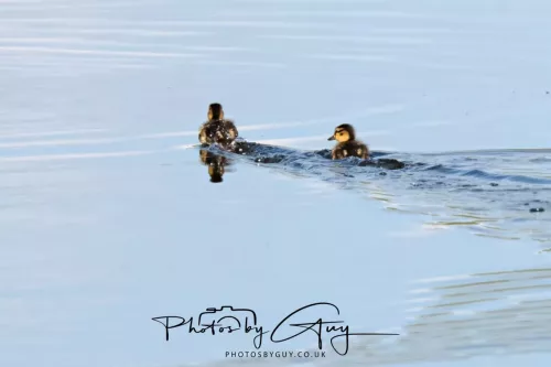 24 April 2025 : Parkside - Mallard Ducklings