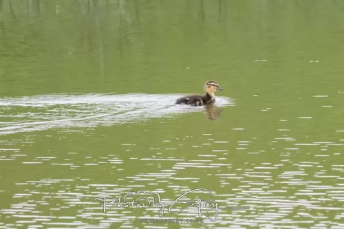 09 July 2025 : Parkside- Mallard Duckling