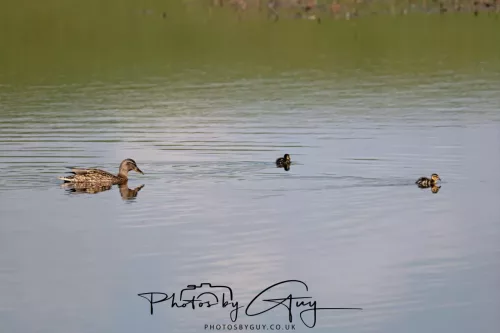 24 April 2025 : Parkside - Mallard with young