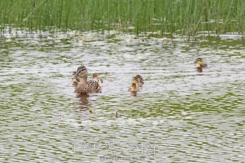 09 July 2025 : Parkside- Mallard with duckling