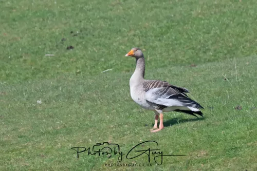 24 April 2025 : Parkside - Greylag goose