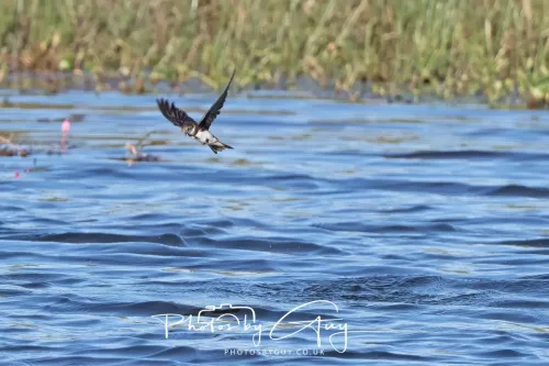 22 May 2025 - Parkside, Cumbria - Swallow