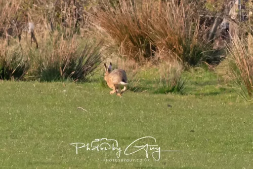 24 April 2025 : West Cumbria - hare