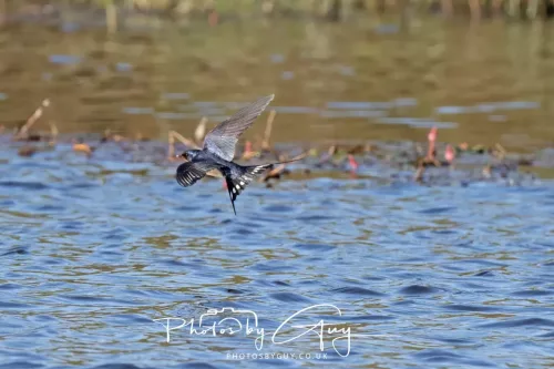 22 May 2025 - Parkside, Cumbria - Swallow