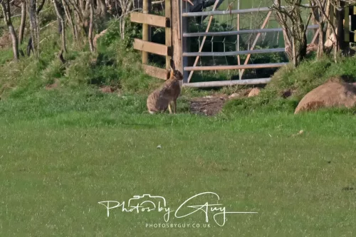 24 April 2025 : West Cumbria - hare