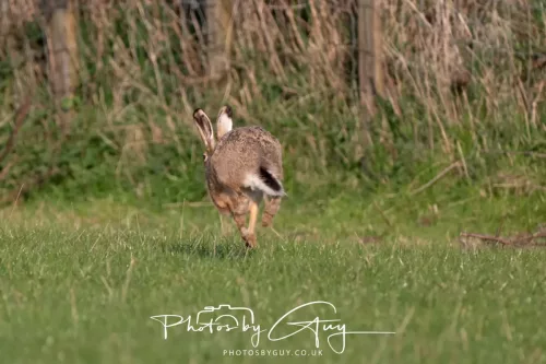 24 April 2025 : West Cumbria - hare