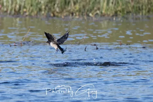 22 May 2025 - Parkside, Cumbria - Sand Martin