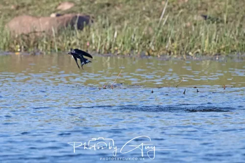 22 May 2025 - Parkside, Cumbria - Sand Martin