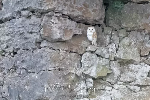 09 July 2025 : Parkside- Barn Owl