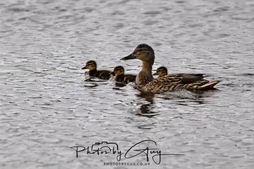 05 June 2025 - Near to Seascale, West Cumbria - Mallards with young