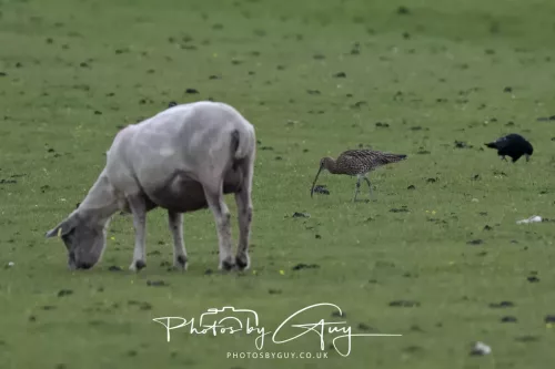05 June 2025 - Near to Seascale, West Cumbria - Curlew
