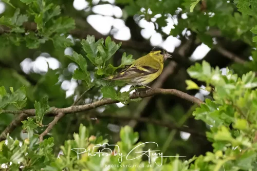 6 June 2025 - Parkside, West Cumbria - Siskin